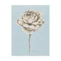 Trademark Fine Art Grace Popp 'Graphite Botanical Study I' Canvas Art, 35x47 WAG04716-C3547GG